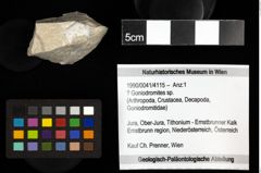 Foto (Objekt + Etiketten) von ? Goniodromites sp. 